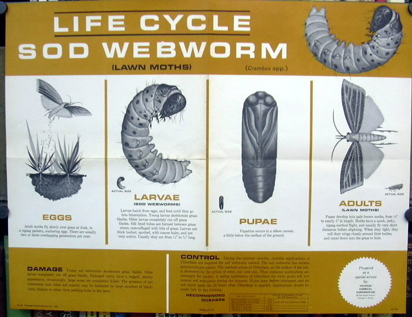 Velsicol Chemical Life Cycle Of The Sod Webworm Poster 1963