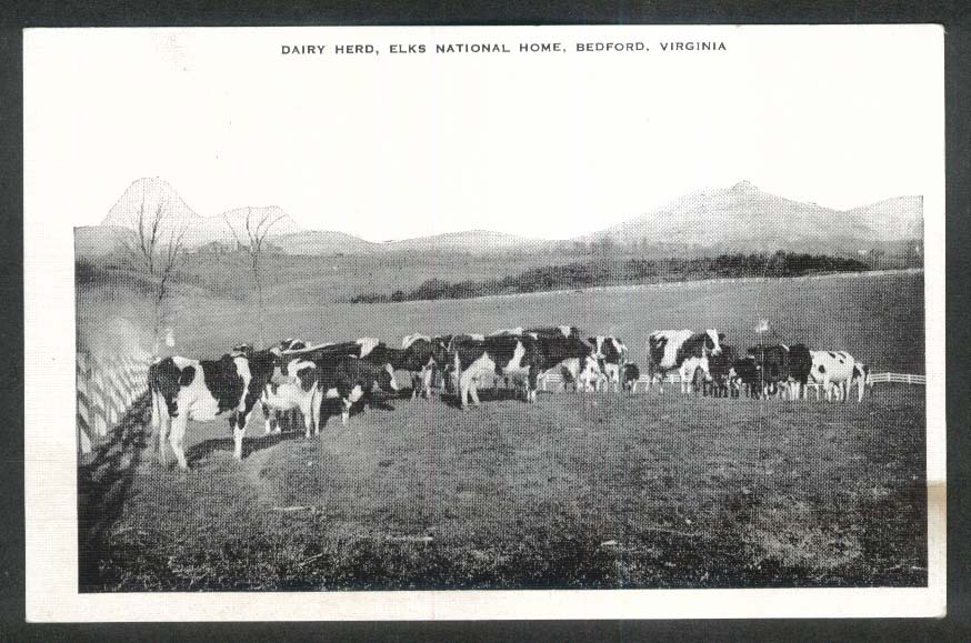 Dairy Herd Elks National Home Bedford VA postcard 1930s