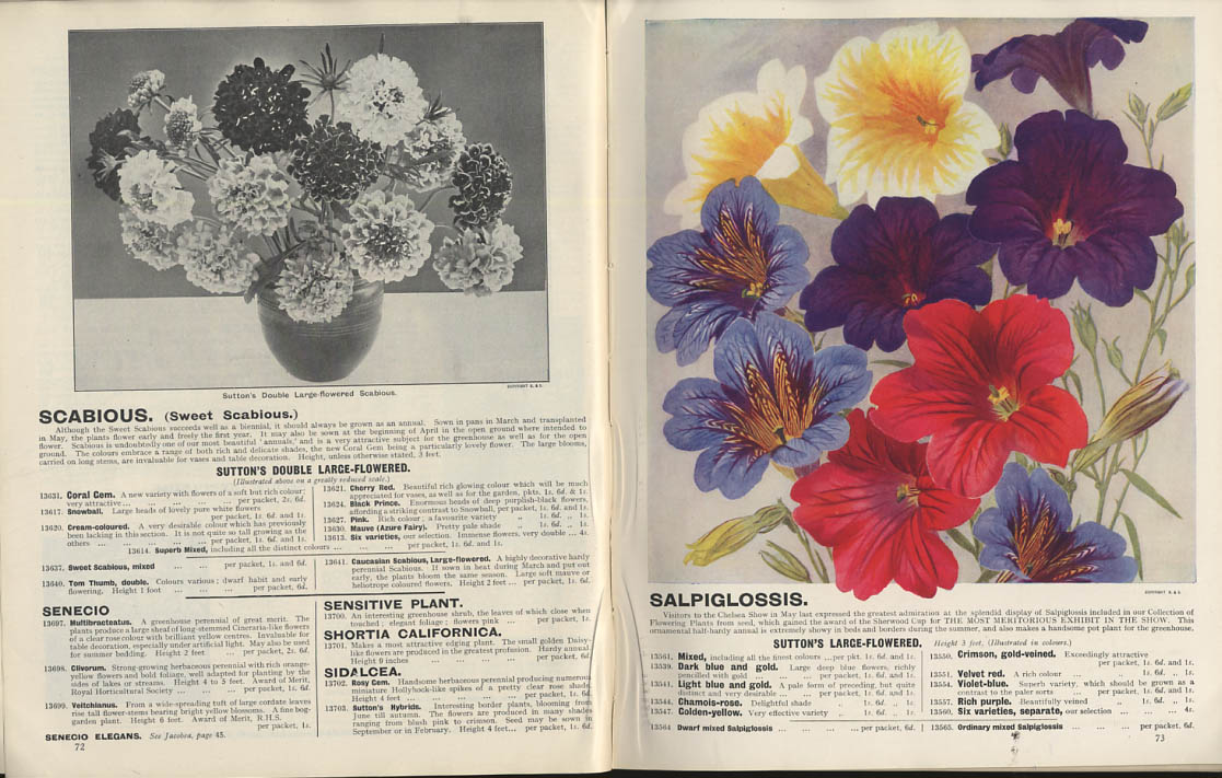 Sutton & Sons Royal Seed Catalog 1927 flowers vegetables fruit trees