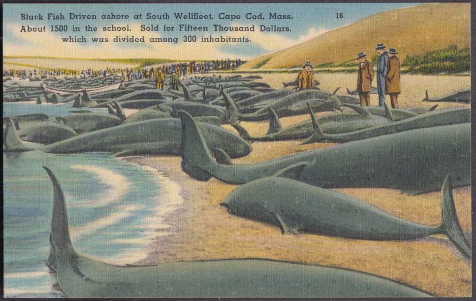 Black Fish whales driven ashore South Wellfleet MA postcard c 1940s