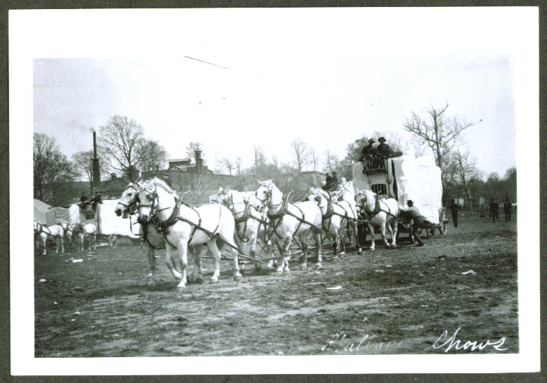 Horse Animal Wagon Hagenbeck Wallace Circus 1905 6